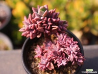 원종프리티 C0274 - 엑스플랜트