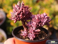 원종프리티 C0274 - 엑스플랜트