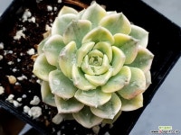 팅커벨금 19-135 - 엑스플랜트