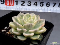 팅커벨금 19-135 - 엑스플랜트