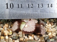 천조 31-2 - 엑스플랜트