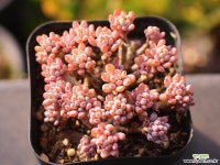 블루빈스 C0345 - 엑스플랜트