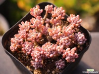 블루빈스 C0345 - 엑스플랜트