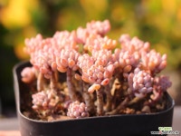 블루빈스 C0345 - 엑스플랜트