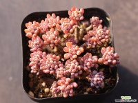 블루빈스 C0345 - 엑스플랜트