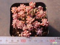 블루빈스 C0345 - 엑스플랜트