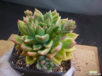 아르제 308-1127 - 엑스플랜트