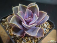 뉴헨의진주(금무지) 308-624 - 엑스플랜트