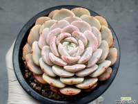 라피네(특얼큰이) 20-321 : 다육식물 - 엑스플랜트