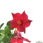 만데빌라 공기정화식물 빨강꽃 한빛농원 : 공기정화식물 - 엑스플랜트