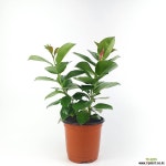 만데빌라 공기정화식물 빨강꽃 한빛농원 : 공기정화식물 - 엑스플랜트