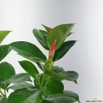 만데빌라 공기정화식물 빨강꽃 한빛농원 : 공기정화식물 - 엑스플랜트