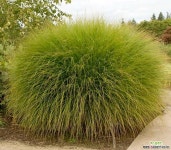 억새 - 그린라이트 그라스(10센치 포트) : 야생화 - 엑스플랜트