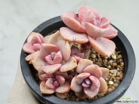 짚시 21-415 - 엑스플랜트