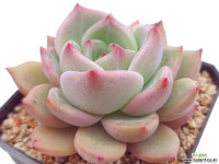 샬롯 - 엑스플랜트