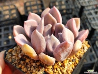 큐피트 - 엑스플랜트