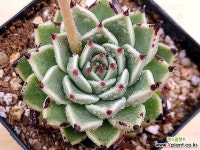 람세스111 - 엑스플랜트