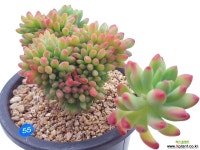 팔천대철화 - 엑스플랜트
