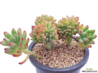 팔천대철화 - 엑스플랜트