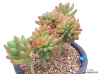 팔천대철화 - 엑스플랜트