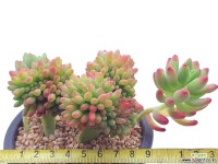 팔천대철화 - 엑스플랜트