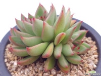 스타게이트 - 엑스플랜트