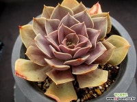 베인 3-234 - 엑스플랜트