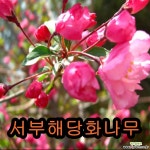 서부 해당화 나무 접1년특묘 2그루/해당화묘목/꽃나무/유실수 : 꽃나무 묘목 - 엑스플랜트