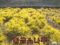 황금 소나무 접1년특묘 1그루/소나무묘목/나무묘목 : 조경나무 묘목 - 엑스플랜트