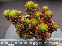 레드베리 3-266 - 엑스플랜트