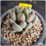 연지곤지 - 엑스플랜트