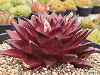 로즈다이아 403-3180 - 엑스플랜트