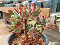 부용2 - 엑스플랜트