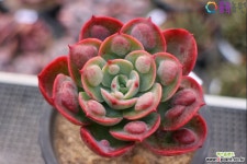 레인드랍(목대)3-364 : 다육식물 - 엑스플랜트