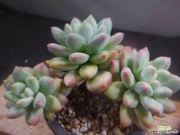 후레뉴+콜로라타묵은목대군생 314-059 - 엑스플랜트