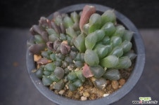 자옥로 26 - 엑스플랜트