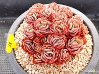 수연(적심) - 엑스플랜트