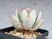 여미월 26-234 : 다육식물 - 엑스플랜트