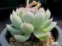 화월야 묵둥이 3-361 - 엑스플랜트