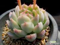 화월야 묵둥이 3-363 - 엑스플랜트