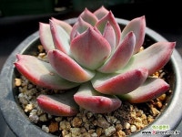 라탐 3-374 - 엑스플랜트