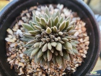 사마로 252 - 엑스플랜트