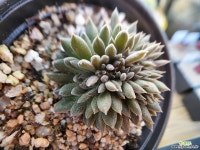 사마로 252 - 엑스플랜트