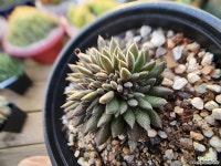 사마로 252 - 엑스플랜트