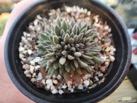 사마로 252 - 엑스플랜트