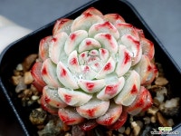 화이트미니마 27-55 - 엑스플랜트