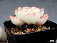 피치스앤크림 27-65 - 엑스플랜트