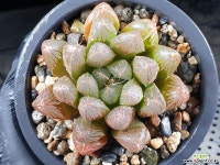 연지 44-26 - 엑스플랜트