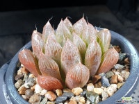 연지 44-26 - 엑스플랜트