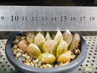 연지 44-26 - 엑스플랜트